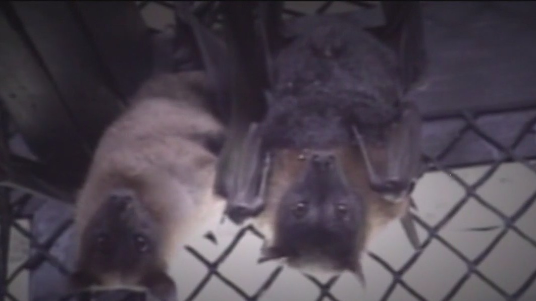 Lakeland apartments inundated with bats that can't be relocated